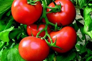 Domatesin fiyatı y&uuml;zde 50 arttı
