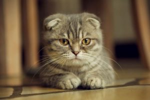 Scottish Fold kedilerin y&uuml;z ifadesinin nedeni hastalık