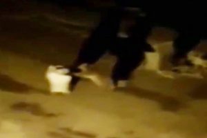 A&ccedil; kalan yavru ayı &ccedil;&ouml;p konteynerini g&ouml;t&uuml;rd&uuml;