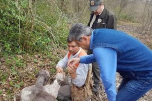 K&ouml;pekler &ccedil;ıkarıyor, kilosu 3 bin eurodan satılıyor