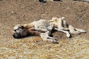 A&ccedil;lıktan &ouml;lmek &uuml;zereyken bulunan k&ouml;pek hayata d&ouml;nd&uuml;r&uuml;ld&uuml;