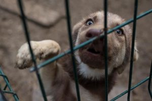 K&ouml;pekler iletişim kurmak i&ccedil;in y&uuml;zlerini şekilden şekile sokuyor