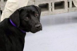 CIA bomba uzmanı k&ouml;peği işten &ccedil;ıkardı
