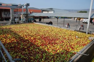 Elma suyunu en &ccedil;ok Almanlar seviyor