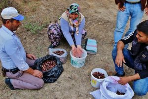 Kestaneyi Kazdağları'ndan topluyorlar