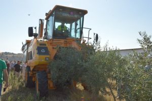 Zeytinde makineli hasat d&ouml;nemi başladı