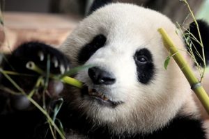 Pandaya y&uuml;r&uuml;me &ccedil;&ouml;z&uuml;m&uuml;: Cinsel ilişki