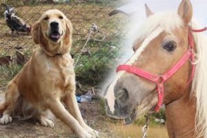 FET&Ouml; soruşturmasında el konulan at ve k&ouml;pek ihaleyle satıldı