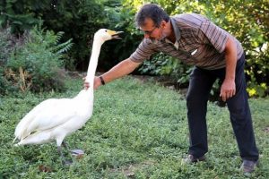 Yaralı bulduğu kuğu 33 yıldır can yoldaşı oldu