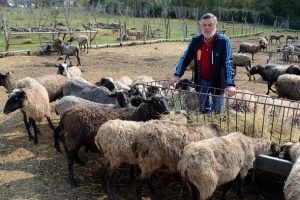 Kentin g&uuml;r&uuml;lt&uuml;s&uuml;nden uzaklaşıp koyun yetiştiricisi oldu