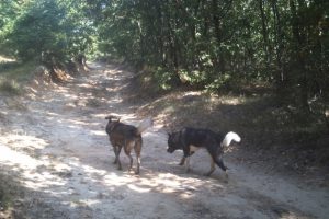 Milyonluk atları kurtlar değil k&ouml;pekler yemiş