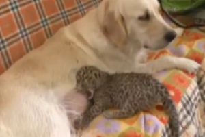 K&ouml;pek leopara annelik yapıyor