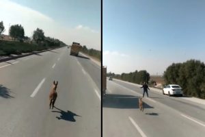 Sıpanın g&uuml;ld&uuml;ren yolculuğu