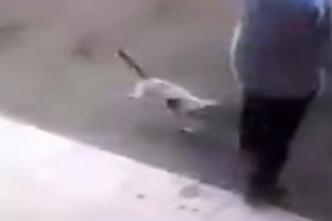 &Ouml;fkeli kedi adamı hastanelik etti