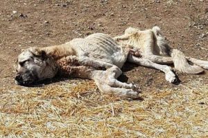 Sivas'ta &ouml;lmek &uuml;zereyken bulunan 'Şanslı' kurtarılamadı