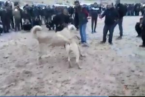 K&ouml;pek d&ouml;v&uuml;şt&uuml;renlere operasyon