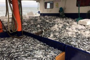 Karadeniz'de hamsi bereketi