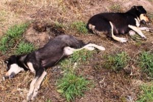 &Ccedil;anakkale'de k&ouml;pek katliamı