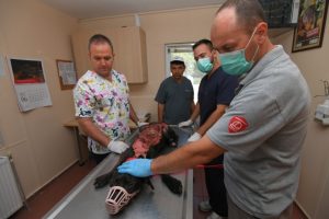 Bursa'da kızgın suyla haşlanan k&ouml;pek sağlığına kavuştu
