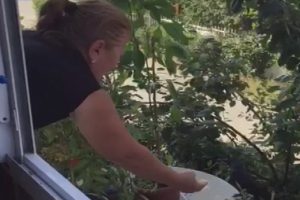 Kargayı elleriyle besledi