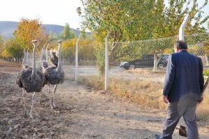 Veterinerler yaklaşamıyor! Kalan 6 tanesine g&ouml;z&uuml; gibi bakıyor