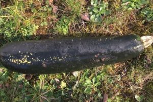 Patlamamış bomba sandılar, kabak &ccedil;ıktı