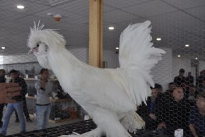 Bu tavukların fiyatı dudak u&ccedil;uklatıyor