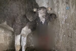 A&ccedil; sokak k&ouml;pekleri &ccedil;iftlikteki hayvanlara saldırdı