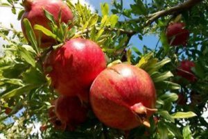 İnhisar narında hasat başladı