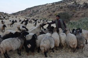 Kışlaklarına ulaşmak i&ccedil;in s&uuml;r&uuml;leriyle 300 kilometre y&uuml;r&uuml;yorlar