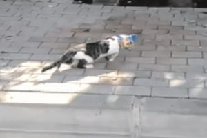 Kediye cips poşetiyle işkence!