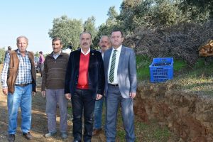 Bursa Mudanya'da ağa&ccedil;ları kesilen zeytin &uuml;reticisi &ccedil;&ouml;z&uuml;m bekliyor