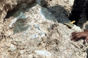 İngiltere'de 145 milyon yıllık memeli fosilleri bulundu