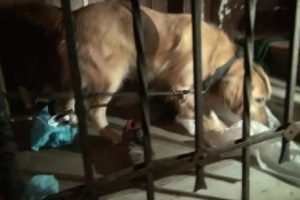 Narkotik k&ouml;peği 'Gold' uyuşturucuyu işte b&ouml;yle buldu
