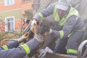 Canlı canlı &ccedil;uvala koyup &ccedil;&ouml;pe attılar
