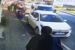 İstanbul'da başıboş at korkuttu