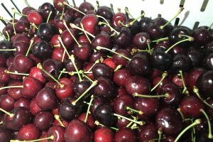 T&uuml;rk kirazı ve &uuml;z&uuml;mde hedef Uzak Doğu