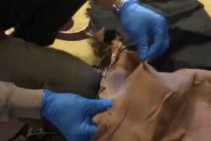 Kanada'ya yastık kılıfında uyuşturucu sevkıyatı