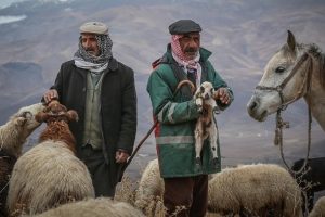 S&uuml;r&uuml;leri i&ccedil;in 4 g&uuml;nd&uuml;r zorlu yolculuk yapıyorlar
