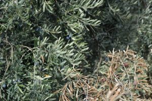 Bursalı zeytin &uuml;reticilerinden 'G&ouml;rmezden gelmeyin, Mudanya'ya gelin' &ccedil;ağrısı