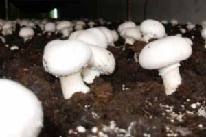 Bursa'da mantar yetiştiricilerine destek