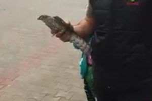 Bursa'da yavru şahine vatandaş şefkati