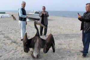 Bursa'da g&ouml;&ccedil; yolunda zorunlu mola