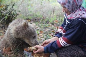 Bursa'da yavru ayıları ballı ekmekle besliyor