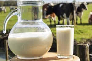 Toplanan inek sütü miktarında artış yaşandı