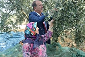 Bursa'da zeytin hasadındaki üreticiye başkan sürprizi