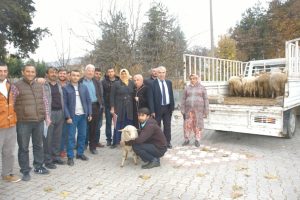 Bursa Orhaneli'de Genç Çiftçi Projesi kapsamında 111 koyun dağıtıldı