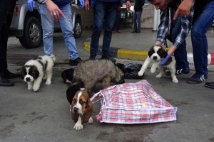 Pazar çantasından kaçak köpek yavruları çıktı