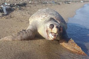 Didim'de &ouml;l&uuml; caretta caretta kıyıya vurdu