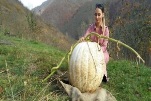 60 kiloluk kabak şaşırtıyor